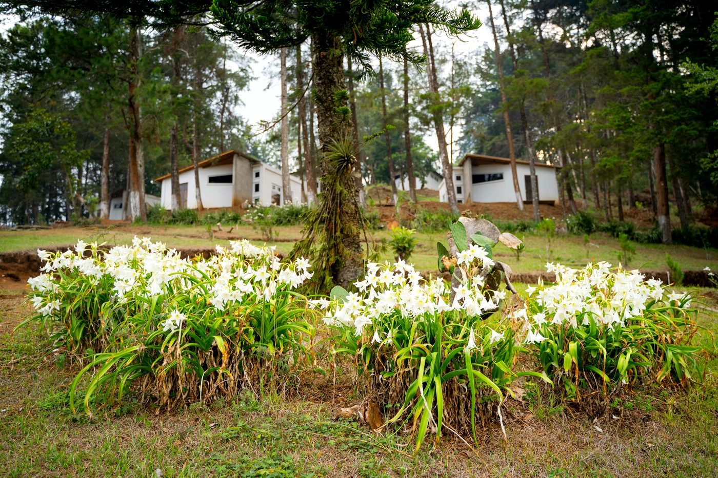Cabañas de la casa de retiro entre el bosque de pinos