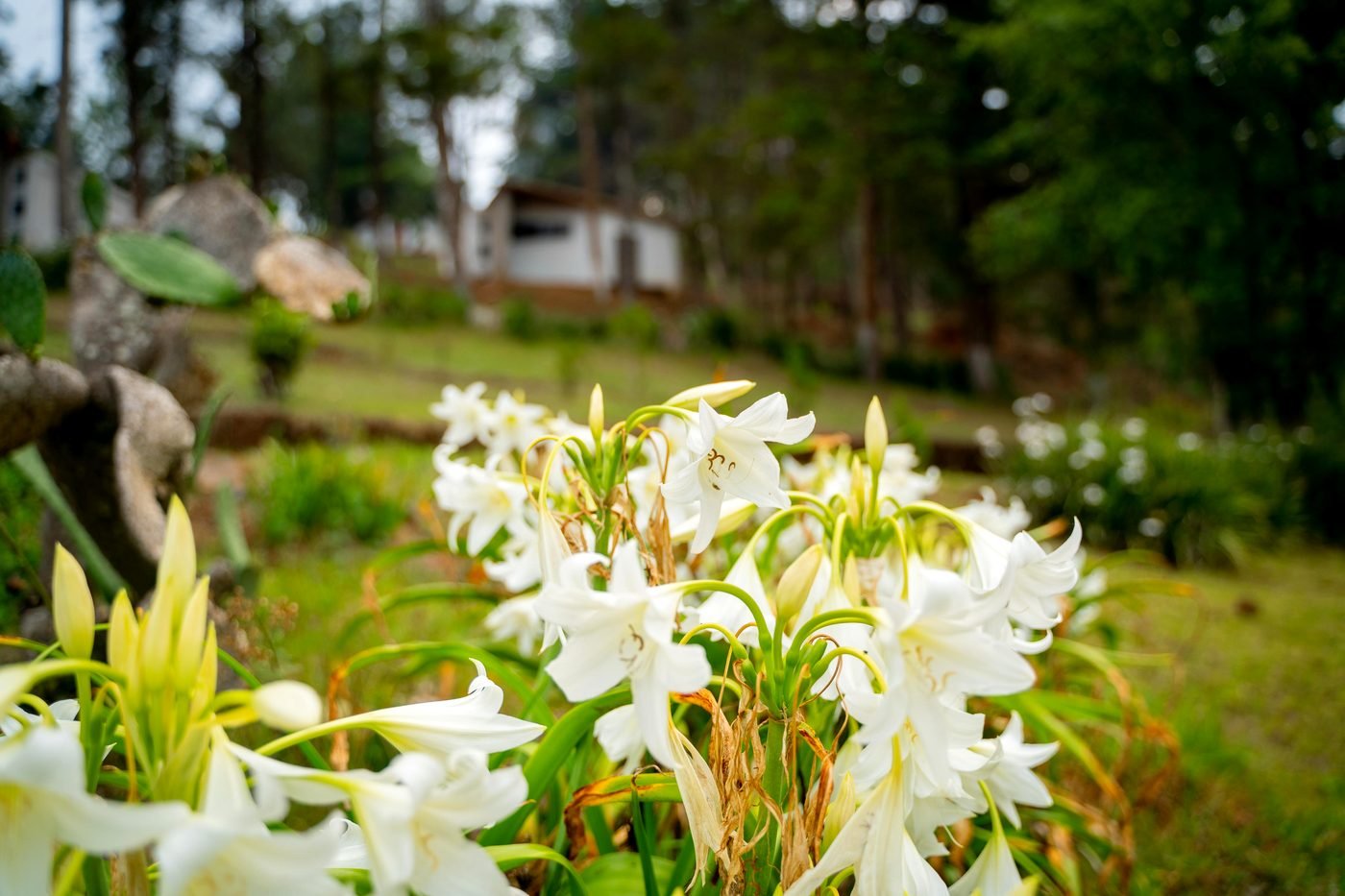 Lirios blancos en los jardines de Alabastro