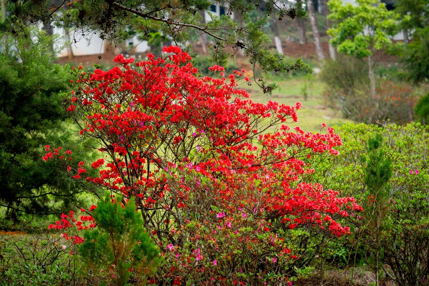 Azaleas en flor
